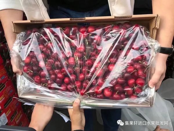首批空运智利车厘子到柜