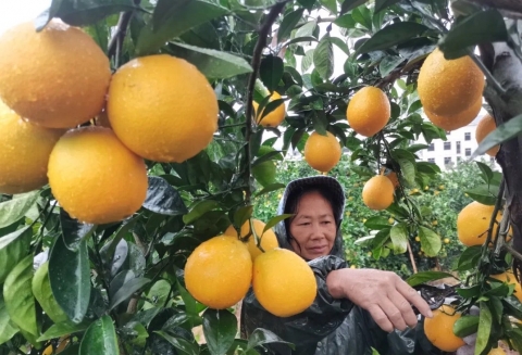 赣南脐橙开采，预计产量138万吨