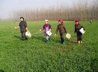 化肥价格居高难下，春耕能否保障？“定心丸”来了