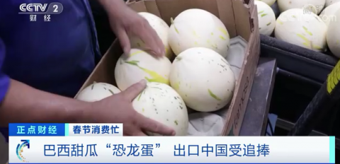 巴西甜瓜走红春节市场