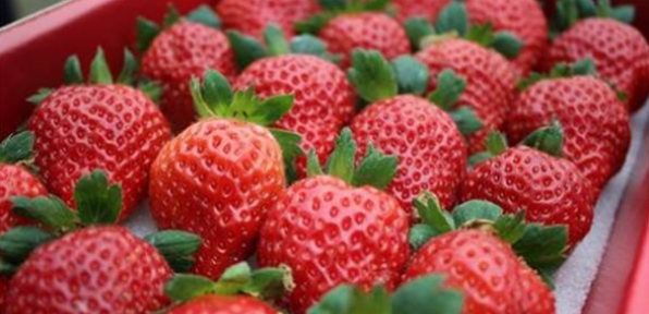 今年银川的草莓价高仍俏销
