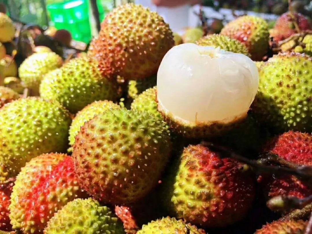 新荔枝上市 价不到往年同期一半