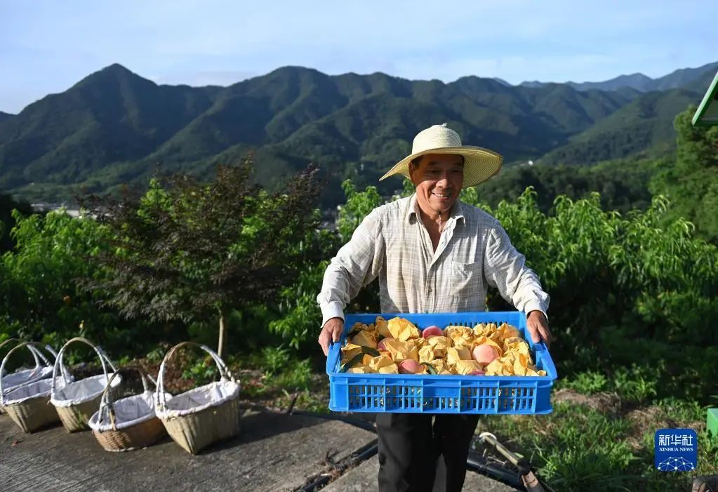 产地批发价最高30元/公斤 奉化水蜜桃批量上市