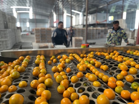 麻阳冰糖橙借电商出圈，收购价翻3倍