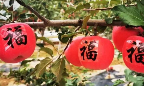 甘肃静宁：发展现代果业 助推乡村振兴