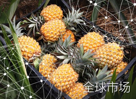 全球市场报告：菠萝