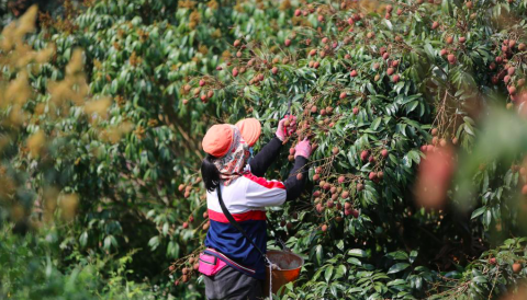 海南“桂花香”荔枝率先上市，每斤售价超40元！