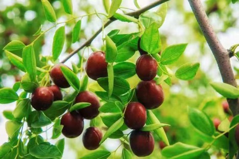 山东乐陵：以枣为媒 深挖3000年历史积淀的丰厚枣文化