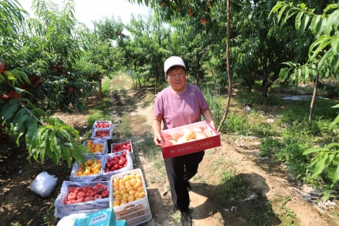 北京平谷大桃上市，10万公斤供应至10月底