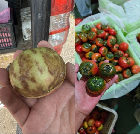 干旱及暴雨等极端天气，严重影响果蔬种植