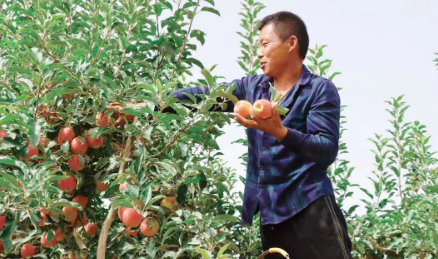万亩苹果迎丰收 果农田间采摘忙增收