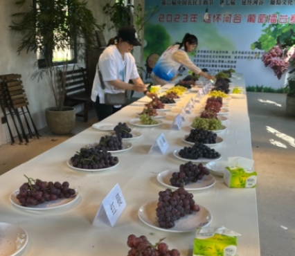 甜蜜来袭 延怀河谷葡萄同台竞技迎丰收