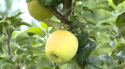 苹果丰收挂满枝 果农增收笑开颜