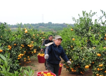 江西永修蜜橘迎丰收 游客采摘忙村民笑开怀