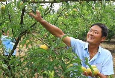 梨子飘香 产业兴旺