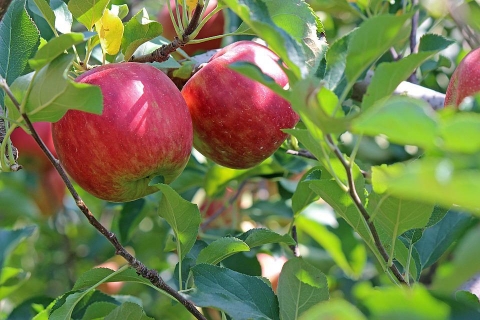 延安苹果增产23万吨，总量超450万吨