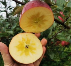 “在同期苹果中，高原苹果具甜度及果香味优势”