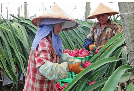 中国广西正值火龙果收获季