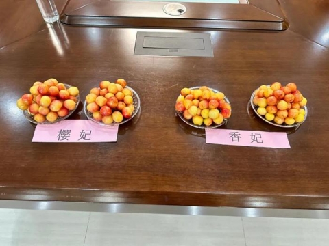 2款黄色樱桃新品种以100万价格成功转让